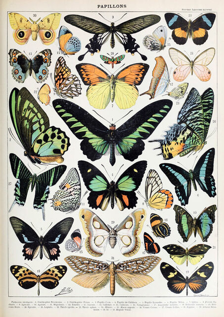 Papillions 2